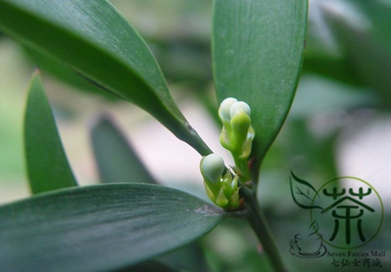 Podocarpus Nagi, Nageia Nagi Seed 200 PCS, Asian Bayberry Zhubai image 6