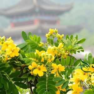 Sophora Xanthantha, Garden Greening Tree Seed 1000 PCS, Huanghuahuai Origin China image 2