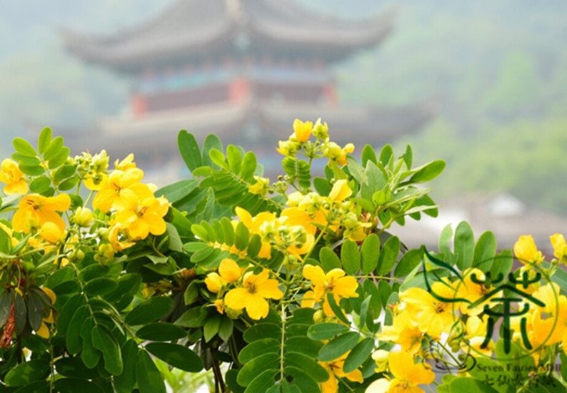 Sophora Xanthantha, Garden Greening Tree Seed 1000 PCS, Huanghuahuai Origin China image 2