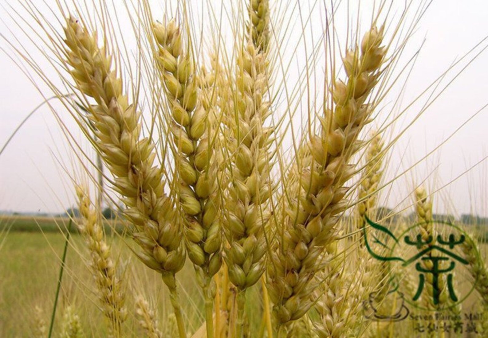 Triticum Aestivum, Common Wheat Seed 2000 PCS, Bread Wheat Xiao Mai ...