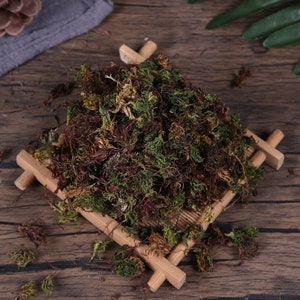 Organic Large Leaf Moss Dried Herb Rhodobryum Roseum Makes A Healthy Tea Hui Xin Cao image 1