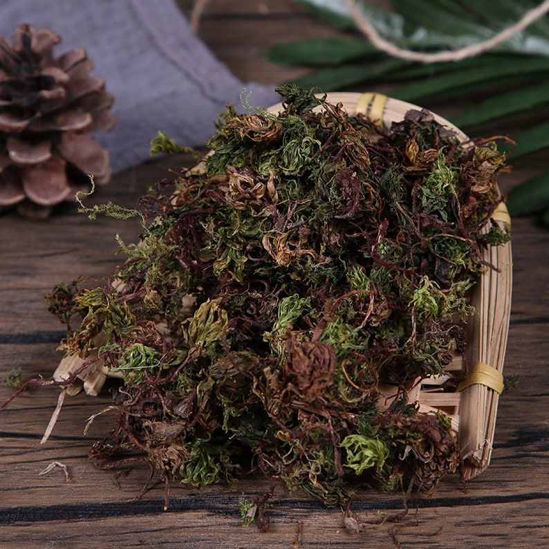 Organic Large Leaf Moss Dried Herb Rhodobryum Roseum Makes A Healthy Tea Hui Xin Cao image 3