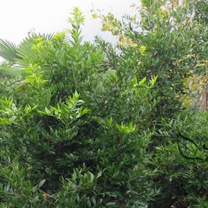 Podocarpus Nagi, Nageia Nagi Seed 200 PCS, Asian Bayberry Zhubai image 5