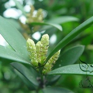 Podocarpus Nagi, Nageia Nagi Seed 200 PCS, Asian Bayberry Zhubai image 7