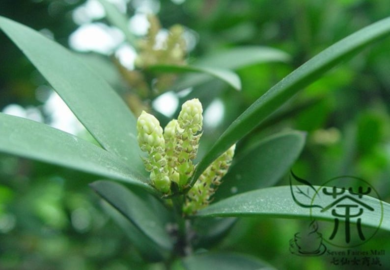 Podocarpus Nagi, Nageia Nagi Seed 200 PCS, Asian Bayberry Zhubai image 7