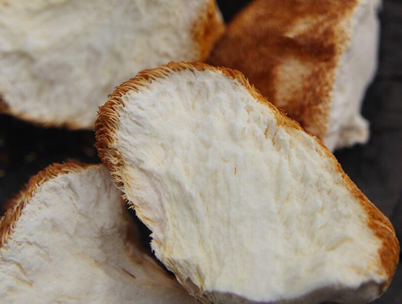 Dried Lion's Mane Mushroom Premium Hericium Etsy