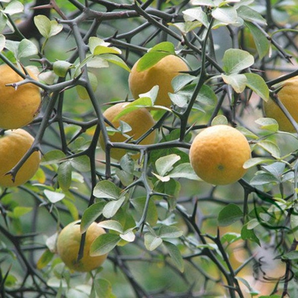 Poncirus Trifoliata, Semilla de Naranja Trifoliada 500 PCS, Citrus Trifoliata Gou Ju