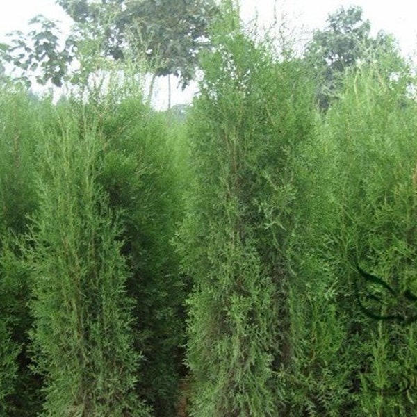 Platycladus Orientalis, Chinese Arborvitae Seed 1000 PCS, Oriental Thuja Cebai