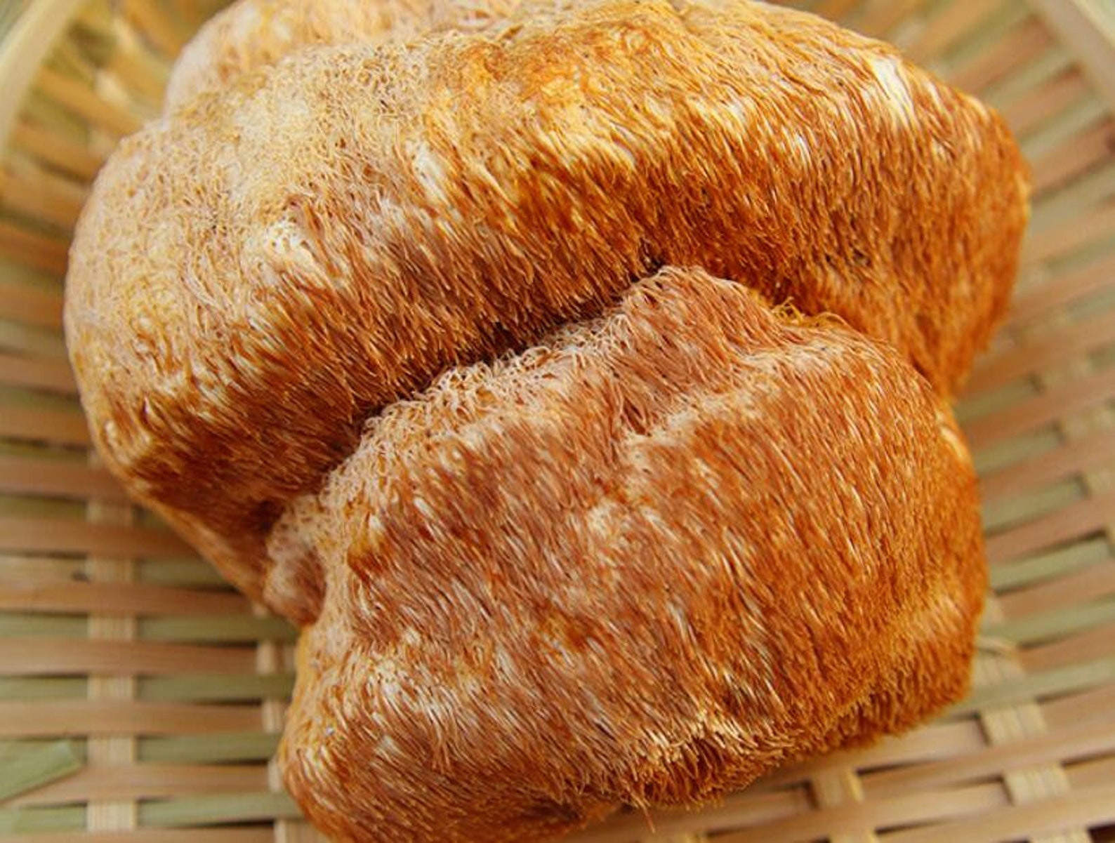 Dried Lion's Mane Mushroom Premium Hericium Etsy