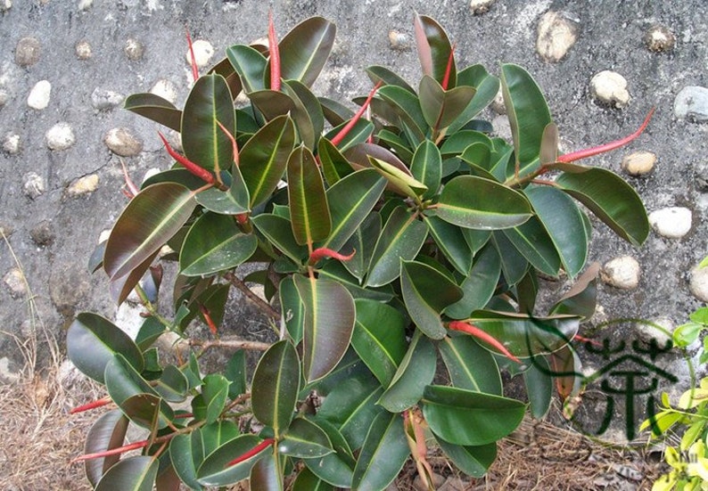 Ficus Elastica