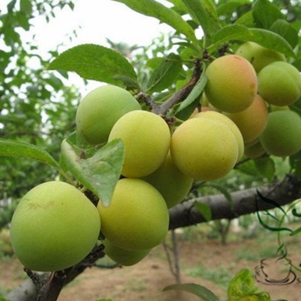 Prunus Salicina, 100 graines de prune chinoise, Prunus Triflora Lizi