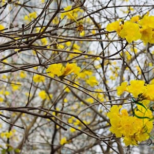 TABEBUIA Chrysantha, Yellow Ipe Seed 200 PCS, Huanghua Fenglingmu