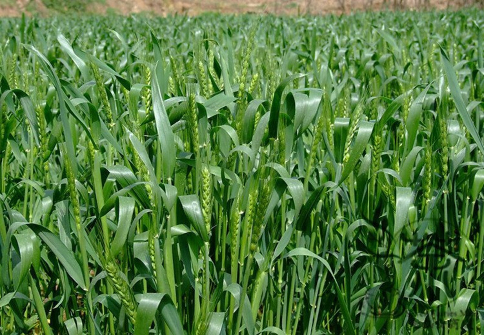 Triticum Aestivum, Common Wheat Seed 2000 PCS, Bread Wheat Xiao Mai ...
