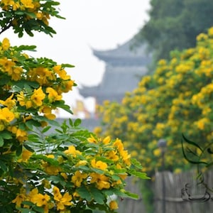 Sophora Xanthantha, Garden Greening Tree Seed 1000 PCS, Huanghuahuai Origin China image 1