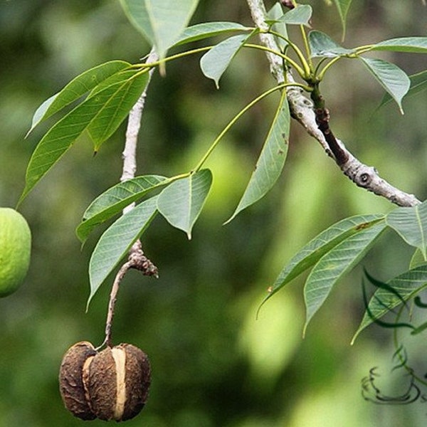 Hevea brasiliensis, graines d'hévéa Para 30 PCS, Xiangjiaoshu