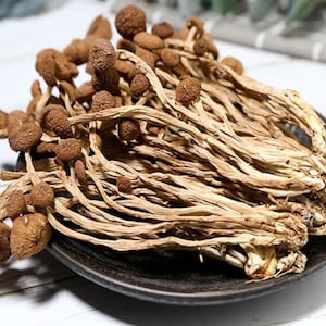 Dried Tea Plant Mushrooms Pure Natural Agrocybe Aegerita Great Quality