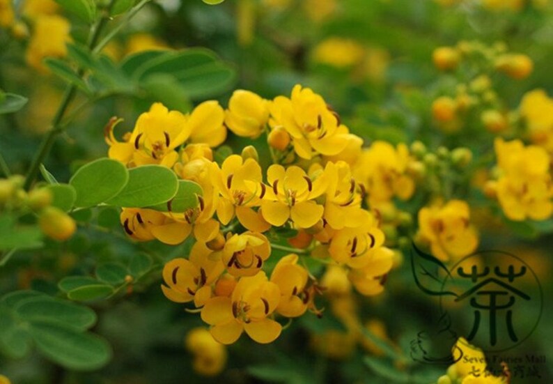 Sophora Xanthantha, Garden Greening Tree Seed 1000 PCS, Huanghuahuai Origin China image 4