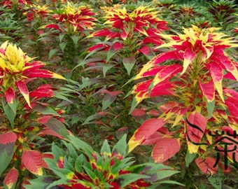 Amaranthus Tricolor, Tandalja Bhaji Seed 10000 PCS, Tandaljo Callaloo Yanlai Hong