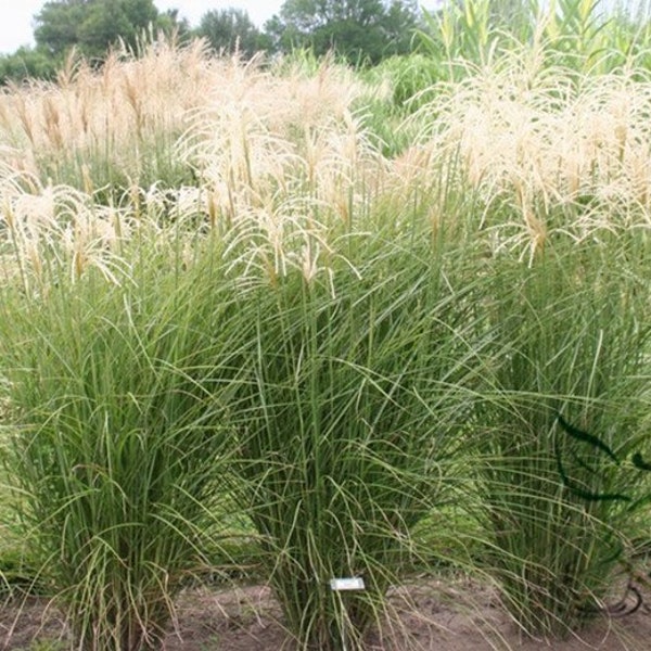 Miscanthus sinensis, graines d'herbe d'argent de Chine 5000 pcs, herbe d'eulalia mangcao