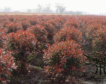 Photinia Fraseri, Fraser Photinia Seed 1000 PCS, Red Robin Hongye Shinan