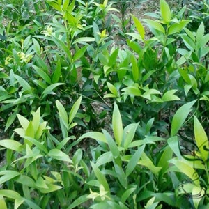 Podocarpus Nagi, Nageia Nagi Seed 200 PCS, Asian Bayberry Zhubai image 4