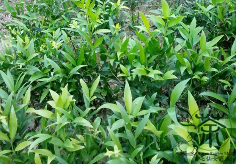 Podocarpus Nagi, Nageia Nagi Seed 200 PCS, Asian Bayberry Zhubai image 4