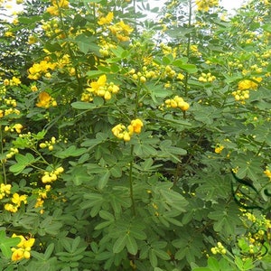 Sophora Xanthantha, Garden Greening Tree Seed 1000 PCS, Huanghuahuai Origin China image 8