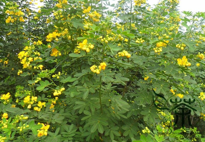 Sophora Xanthantha, Garden Greening Tree Seed 1000 PCS, Huanghuahuai Origin China image 8