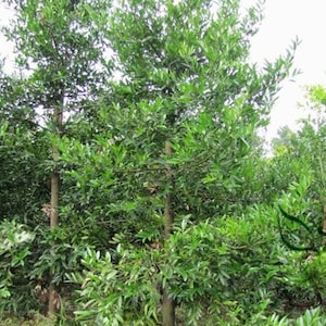 Podocarpus Nagi, Nageia Nagi Seed 200 PCS, Asian Bayberry Zhubai image 1