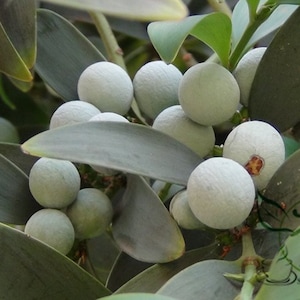 Podocarpus Nagi, Nageia Nagi Seed 200 PCS, Asian Bayberry Zhubai image 8