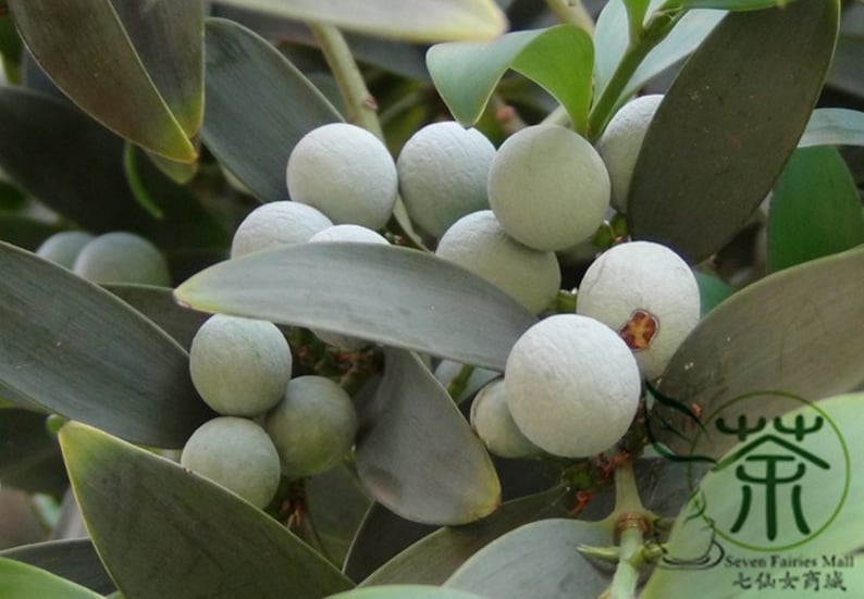 Podocarpus Nagi, Nageia Nagi Seed 200 PCS, Asian Bayberry Zhubai image 8