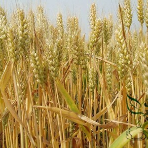 Triticum Aestivum, Common Wheat Seed 2000 PCS, Bread Wheat Xiao Mai ...