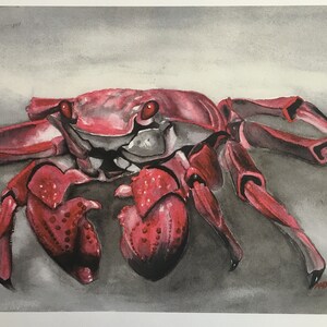 Galapagos Crab