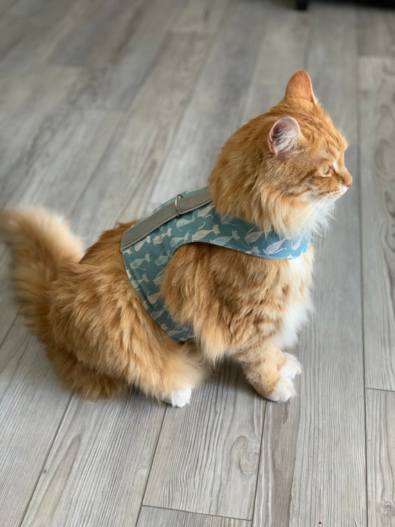 butterfly cat harness