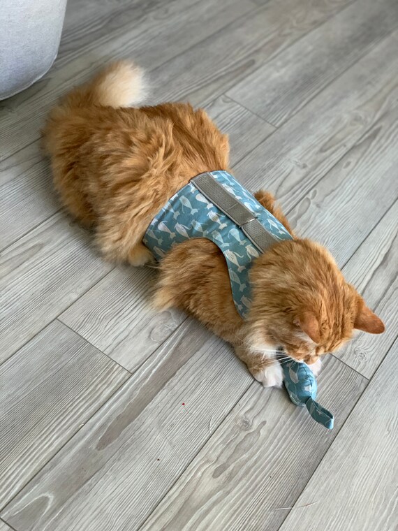 butterfly harness cat