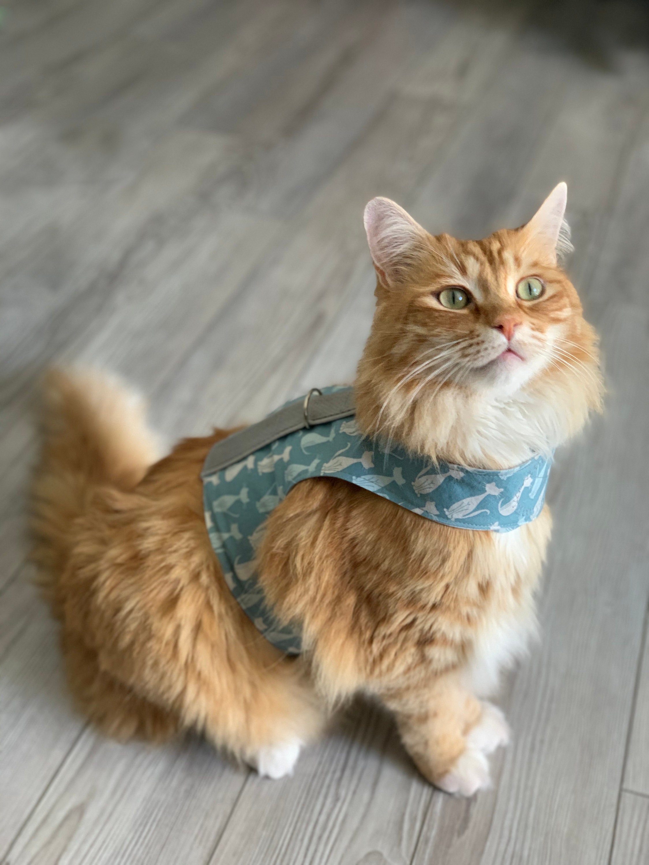 butterfly harness cat