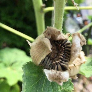 White Hollyhock Perennial Double Flowered Peony Shaped 30 Seeds image 2