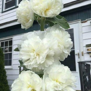 White Hollyhock Perennial Double Flowered Peony Shaped 30 Seeds image 1
