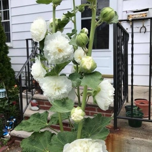 White Hollyhock Perennial Double Flowered Peony Shaped 30 Seeds image 5