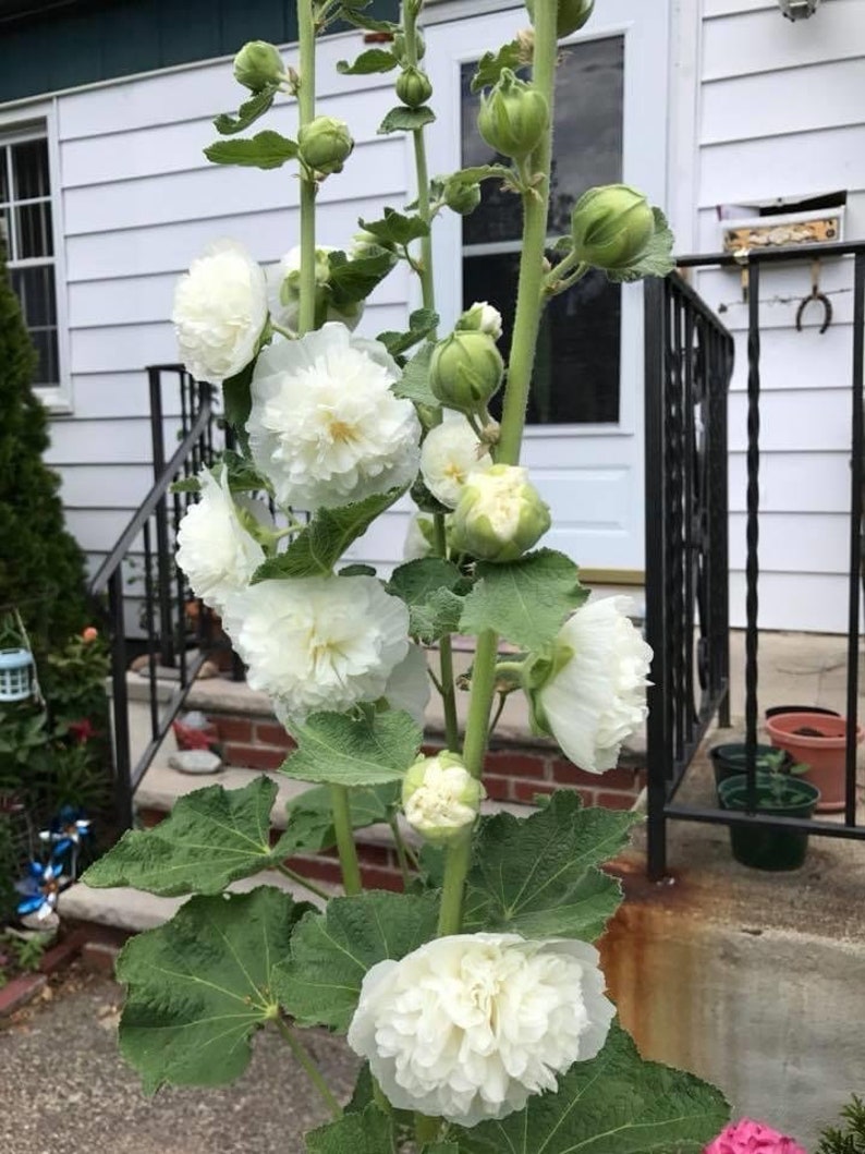 White Hollyhock Perennial Double Flowered Peony Shaped 30 Seeds image 5