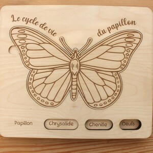 FICHIER NUMERIQUE - Le cycle de vie du papillon