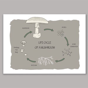 Mushroom Life Cycle Poster, Fungi Nature Study, Homeschool Educational Printable, Unit Study, Digital Download