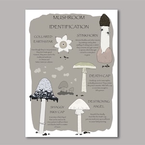 Mushroom Identification Poster, Fungi Nature Study, Homeschool Educational Printable, Unit Study, Digital Download