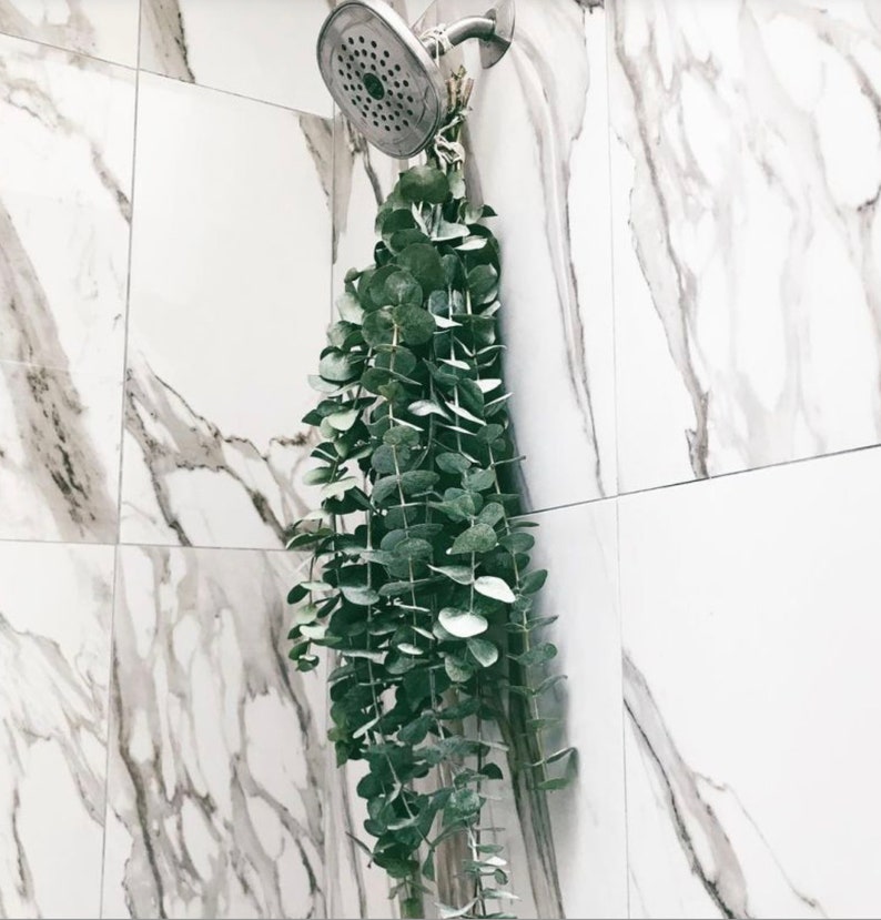 Fresh Eucalyptus Shower Aromatherapy Theutic Image 0