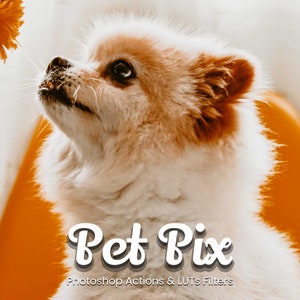 May include: A white and brown dog with fluffy fur looks up at a yellow flower. The dog is sitting on a bright orange surface. The text "Pet Pix" is written in white with a shadow effect. Below the text is "Photoshop Actions & LUTs Filters".