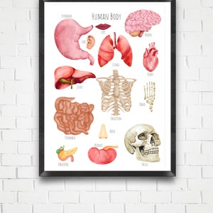 El cuerpo humano, cartel A3 - **sólo descarga digital**