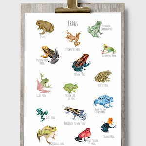 Puede incluir: Una impresión enmarcada con ilustraciones en acuarela de varias especies de ranas, incluyendo la rana dardo venenosa y la rana común. La impresión incluye la palabra "FROGS" en la parte superior y los nombres de cada rana debajo de su imagen. La impresión está sujeta por un clip dorado.