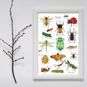 Insects + Bugs, A3 Poster - a Beautiful Selection of Gorgeous and ...
