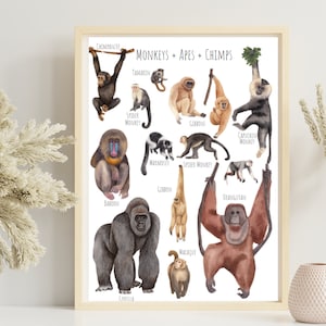 Monkeys, Apes + Chimps, A3 Poster - a beautiful selection of gorgeous Monkeys - **digital download only**