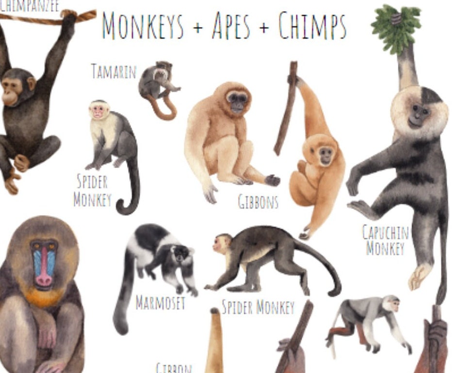 Monkey, Ape, Chimpanzee A3 Poster, Primate Print (digital Download